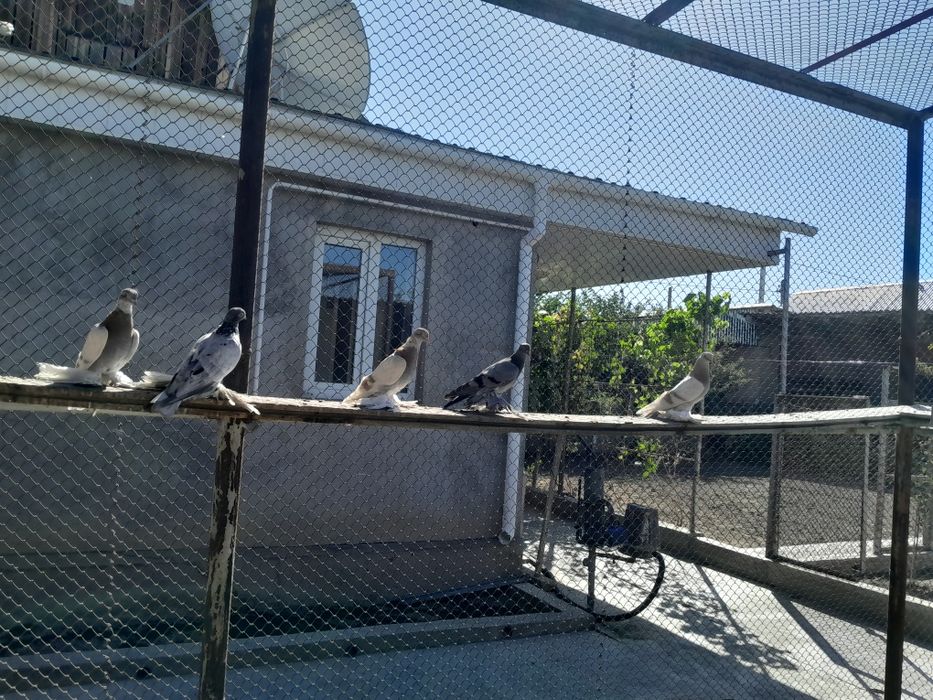 Продам полосатых такманы и другие