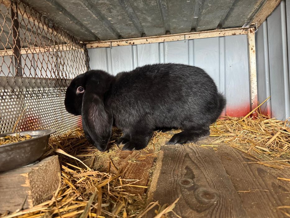 Iepuri berbec german