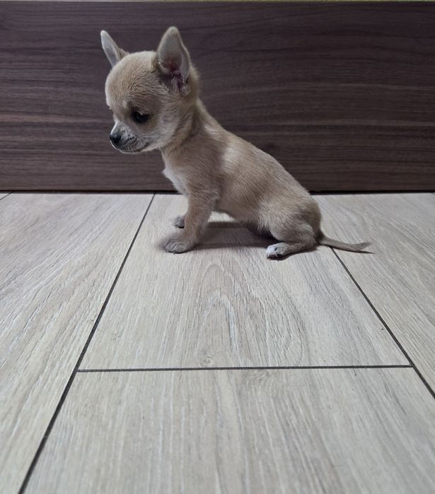 Чихуахуа момиченце