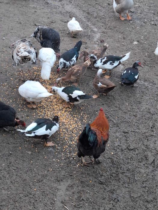 Vând rațe mute ciocolatii