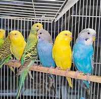 Продам попугаев волнистые разных цветов