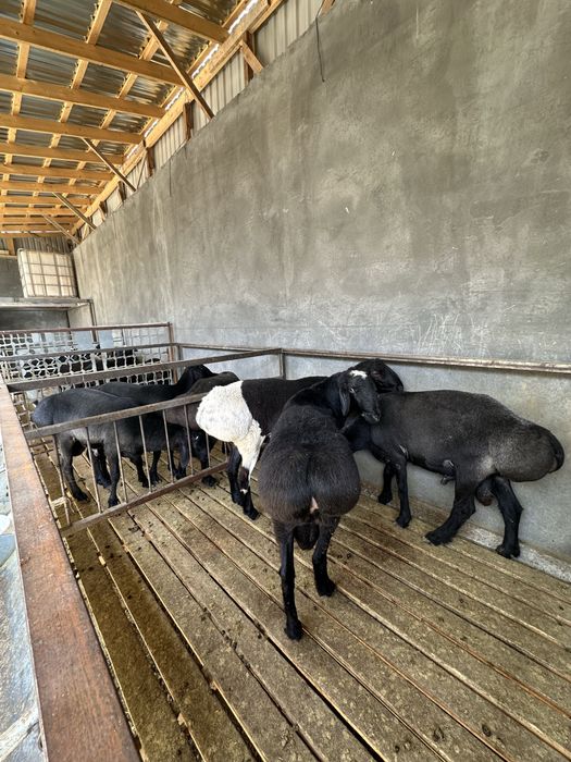 Qo’chqorlar sotiladi