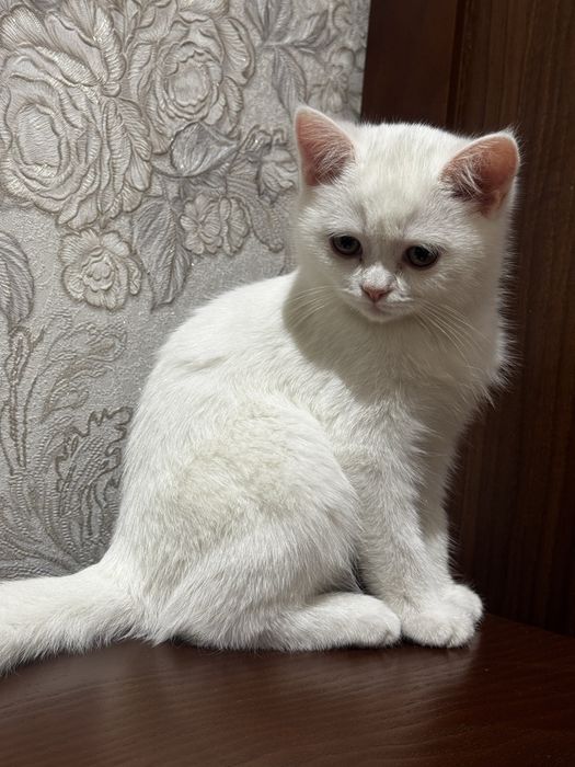 Британский котенок