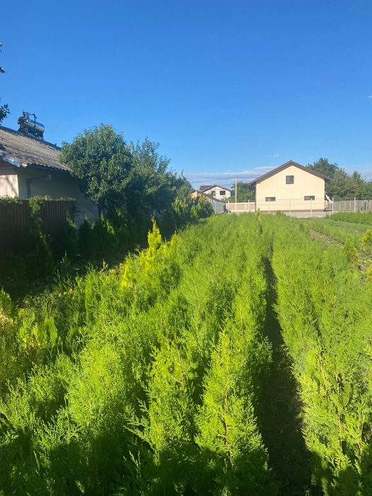 Gard viu din tuia biota pepeniera smaragd si leilandy
