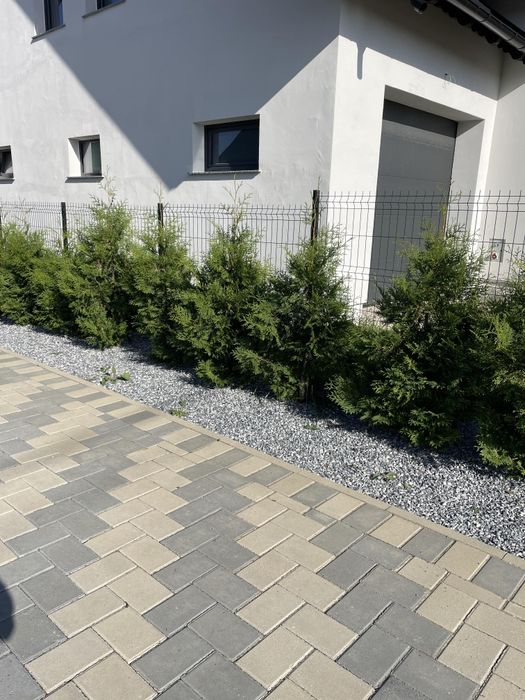 Tuia Brabant 90-100 cm Crescuta în Ghiveci (Calitate Top)