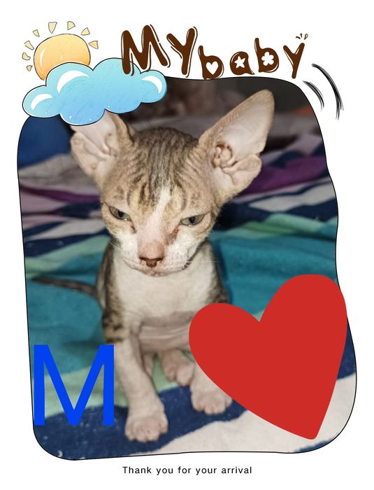 Продам Котят.Донской сфинкс.