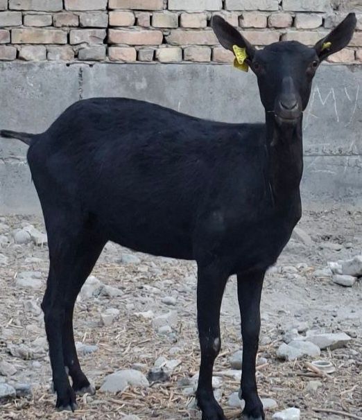 Эчки Козёл сотилади