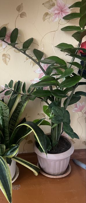 Замиокулькас, сансевиерия большая и маленькая