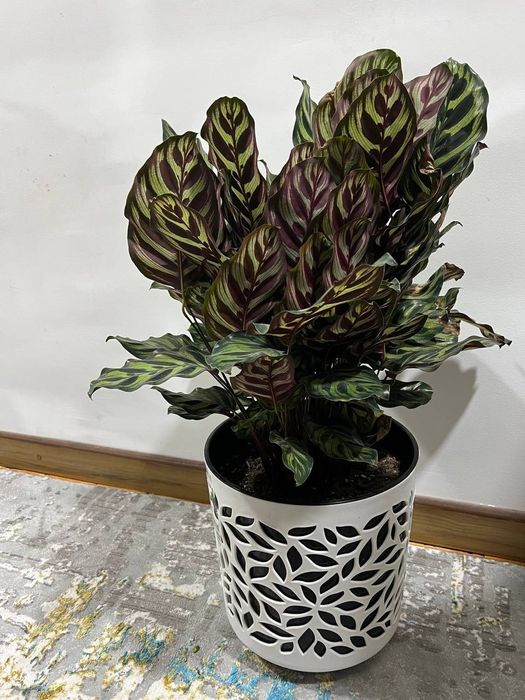 Офис тувак гуллар