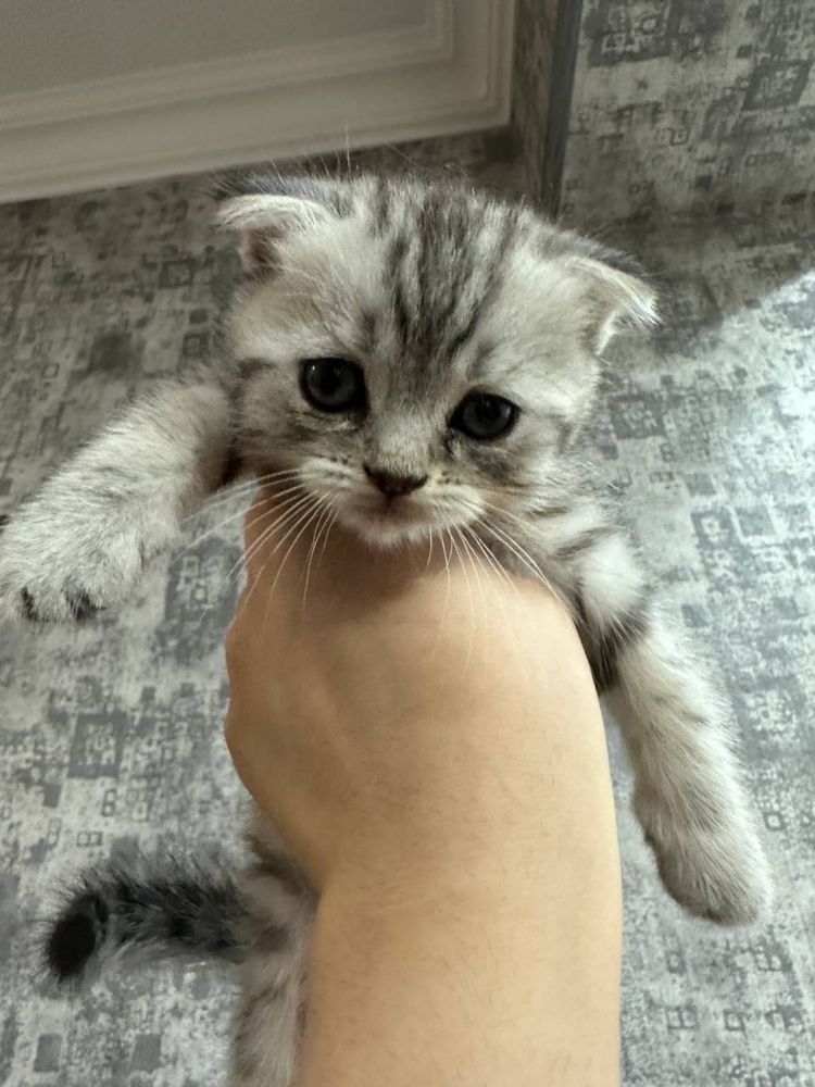 Кошка Вислоухие шиншилы