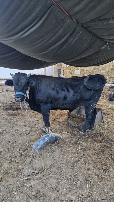 O'kizla sotiladi dish bizgan ikkisiyam