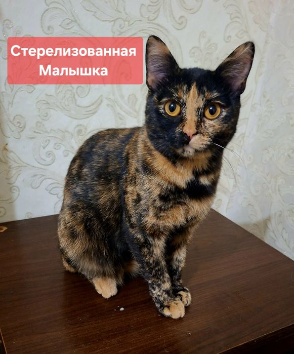 Стерелизованная миниатюрная кошечка Алиса