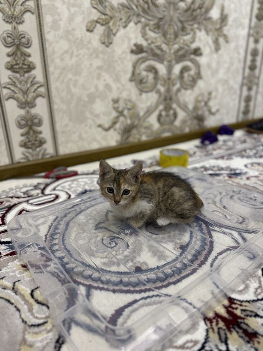 Кошка  и  котята