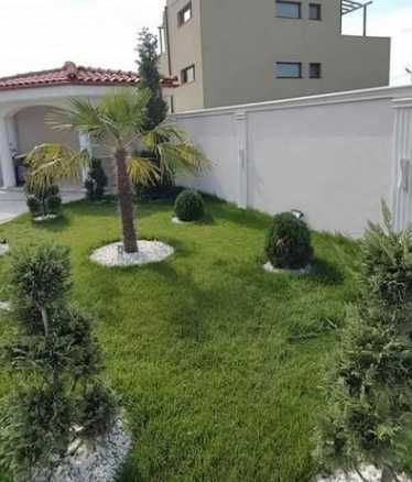 Plante Ornamentale Tuia