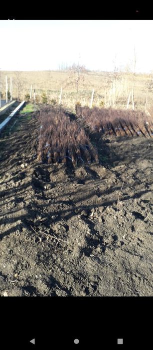 puieți de salcâm pentru împădurirea terenurilor degradate, agricole