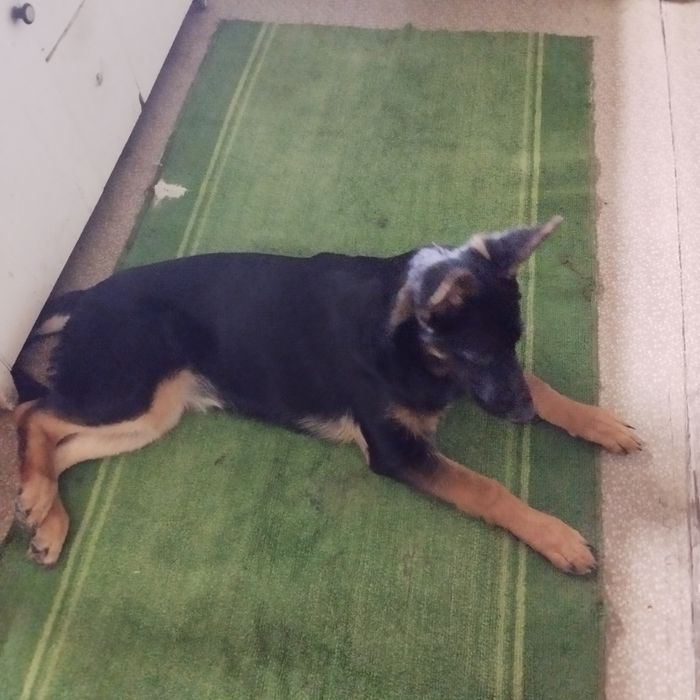 НемецскаЯ овчарка,