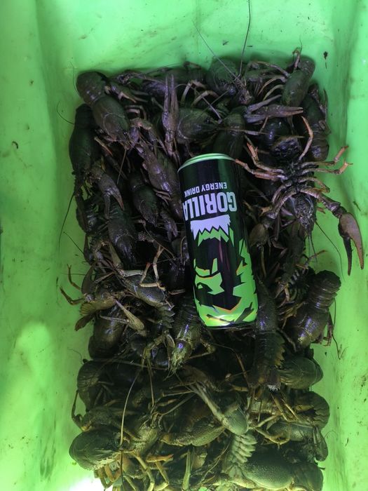 Свежие раки речные