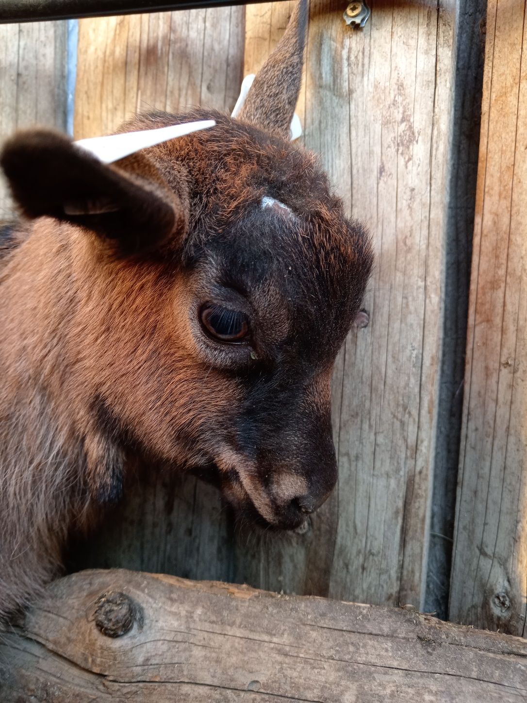 Vând țap alpin francez din mama cu pedigree