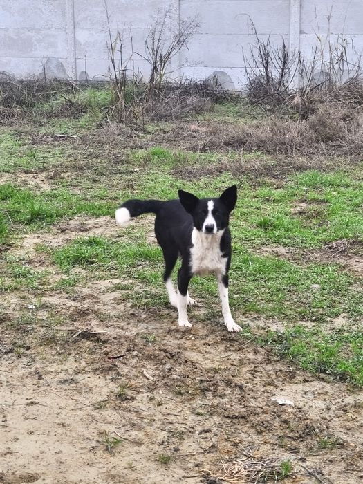 Dau aceasta cățelușe la adopție