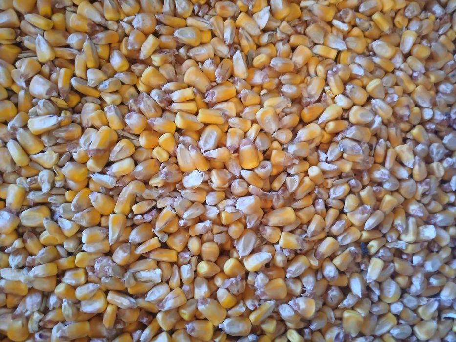 Vând porumb de anul acesta