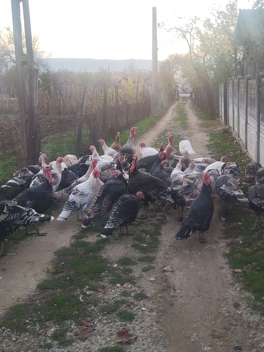 Vând curci si curcani de casă