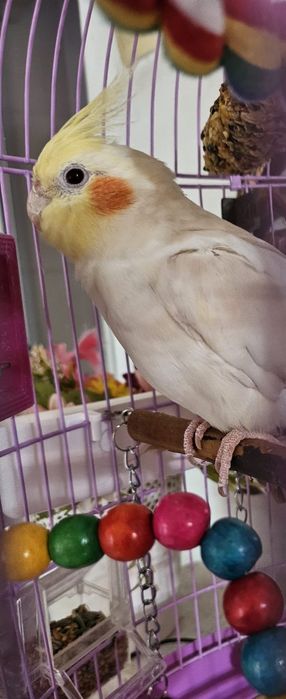 Vând papagal nimfa mascul