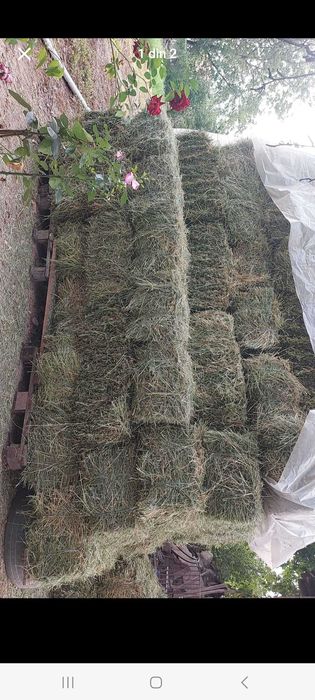 De vânzare baloți lucernă