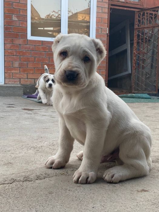 Алабай  щеночки  чистокровные