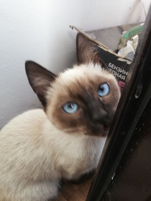 Отдам кота в хорошие руки