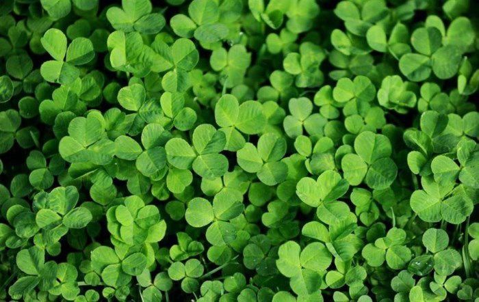 Beda urugʻ semena klevr