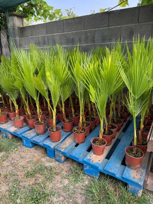 Палми Вашингтония ( Washingtonia ) - Цена 15.90лв