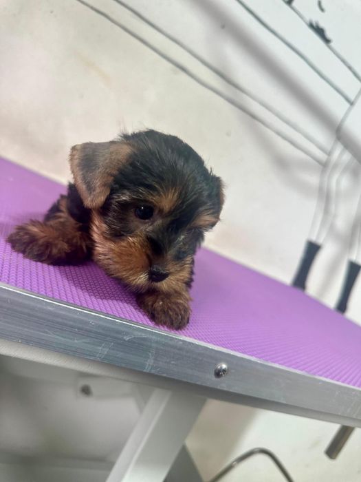 Yorkshire Terrier