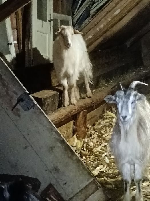 Capre carpatine tinere