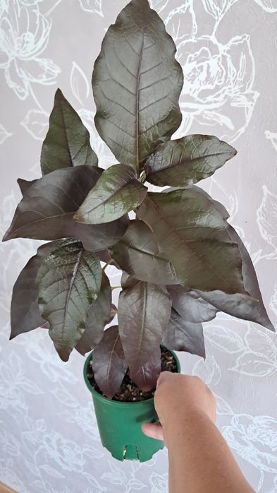 Комнатные цветы неприхотливые