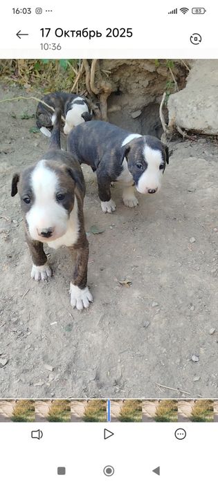 щенки породы бультерьер