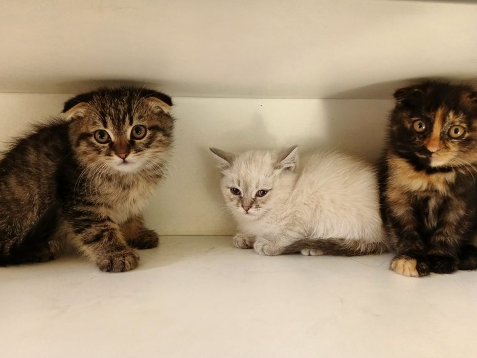 Skottish fold 3 oylik sogʻlom