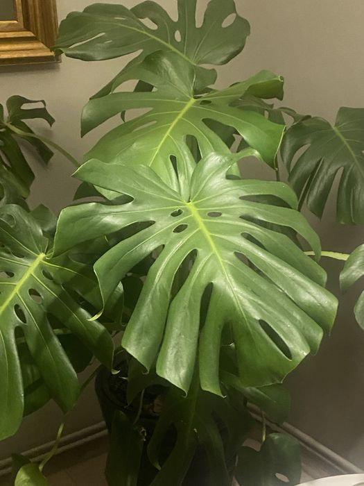 Filodendron Monstera Deliciosa