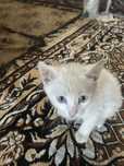 Котенок в хорошие руки