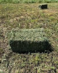 Жоңышқа пресс. Жонышка, клевер, люцерна