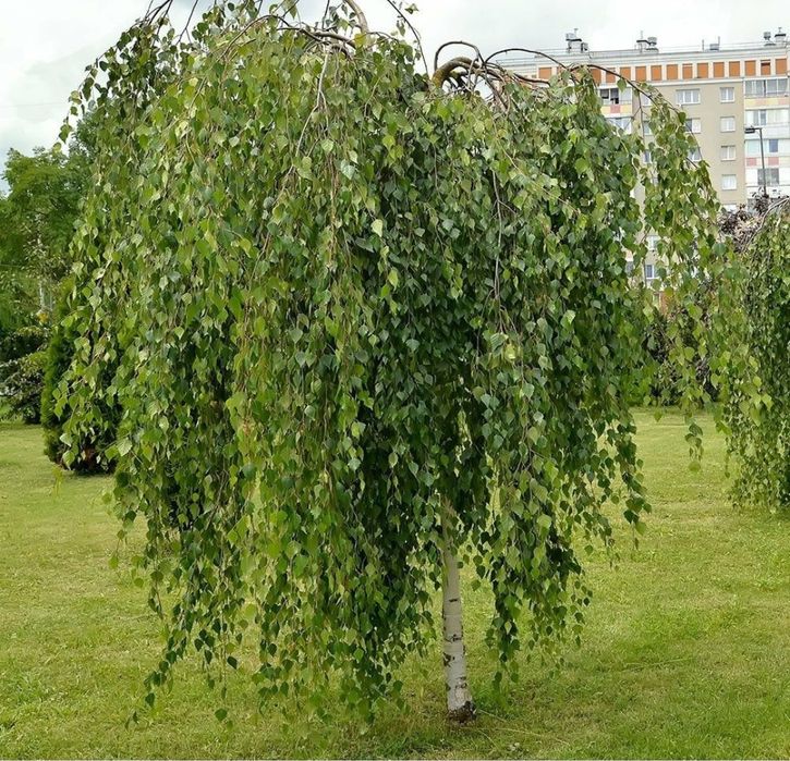 Mesteacăn Pletos