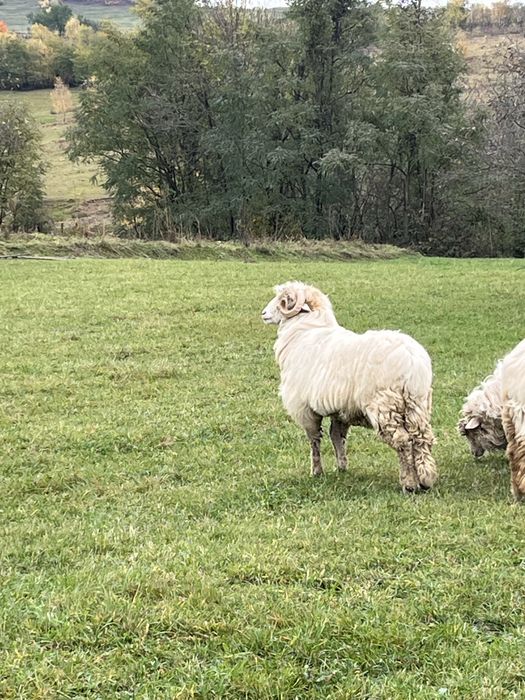 Vând berbecuț băl