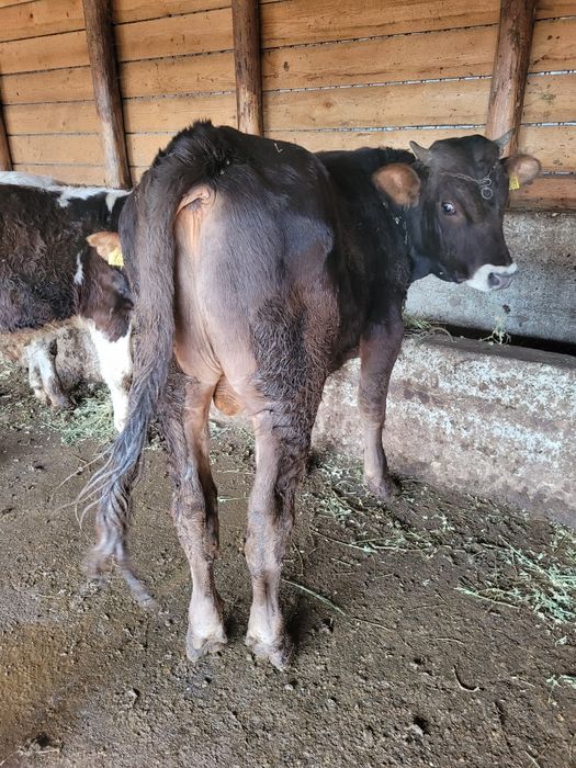 Vand 6 tauri foarte buni