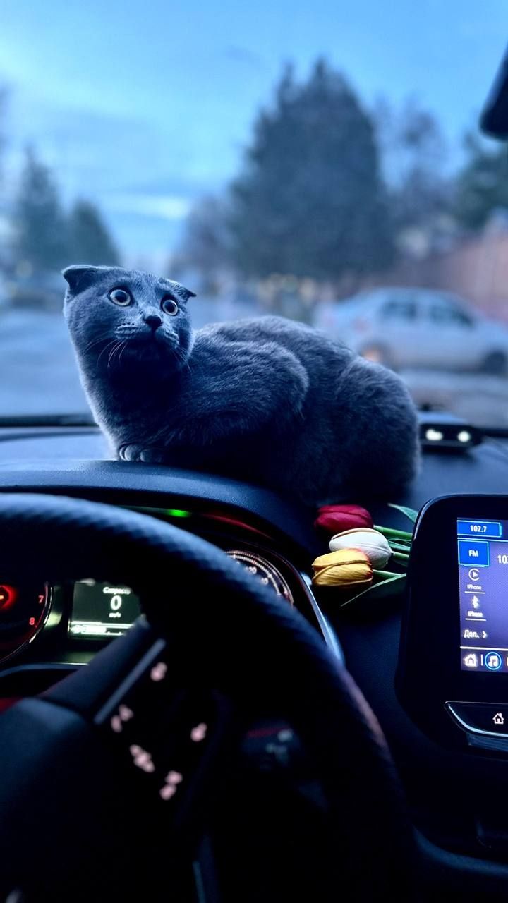 Скотиш фольд 7 месяц