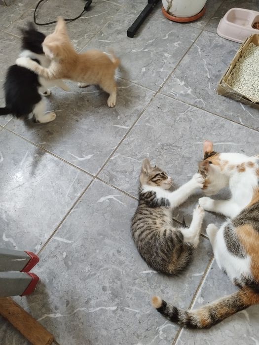 Donez pisicuți ,au doua luni,3 baieti si o pisicuta,mănâncă singuri ,f