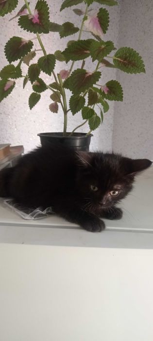 Котенок чёрный полностью