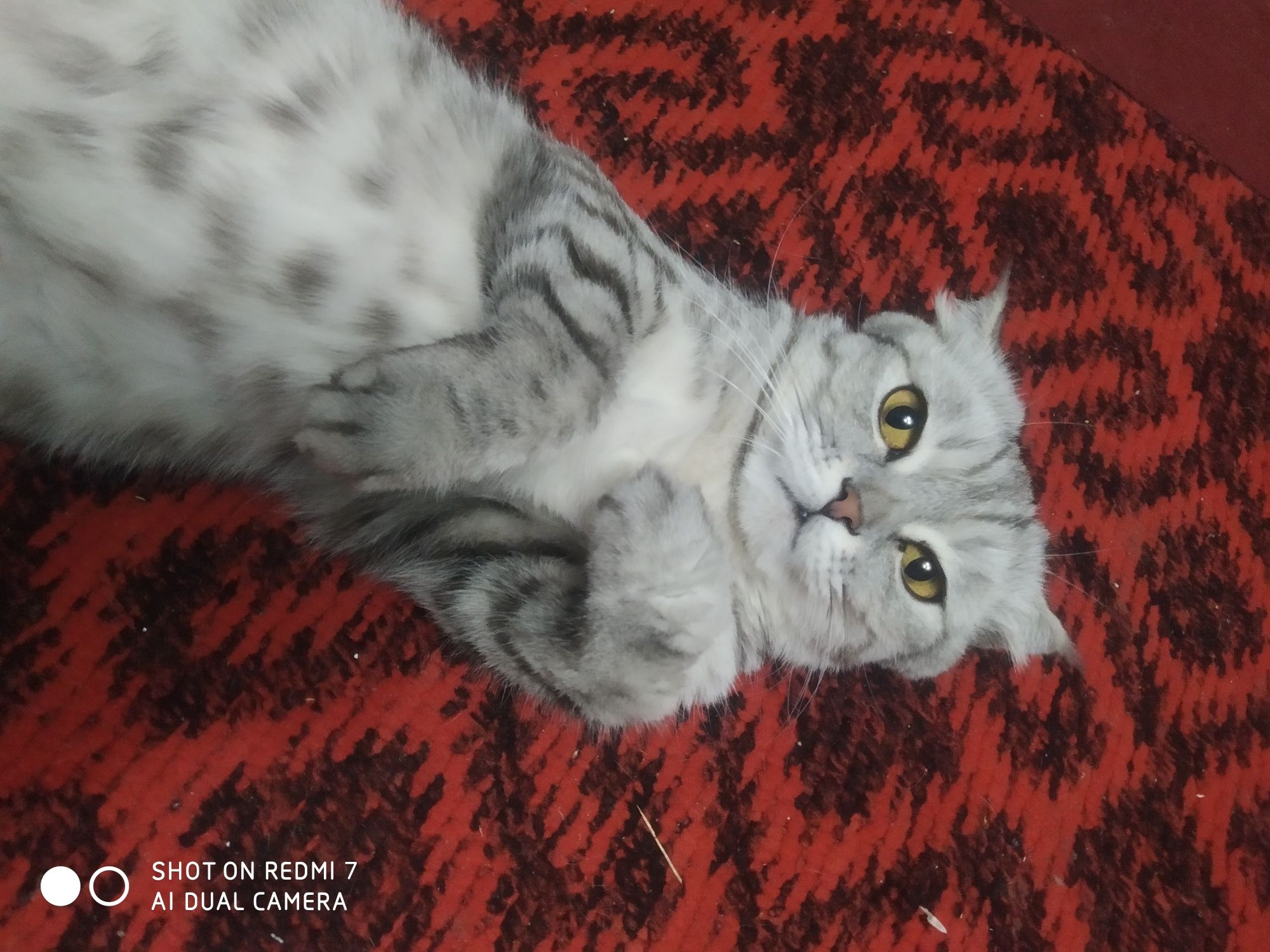 Кошка скоттиш фольд