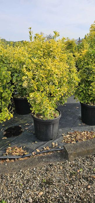 Euonymus Aurea | Gard Viu Jos Decorativ | Transport & Plantare