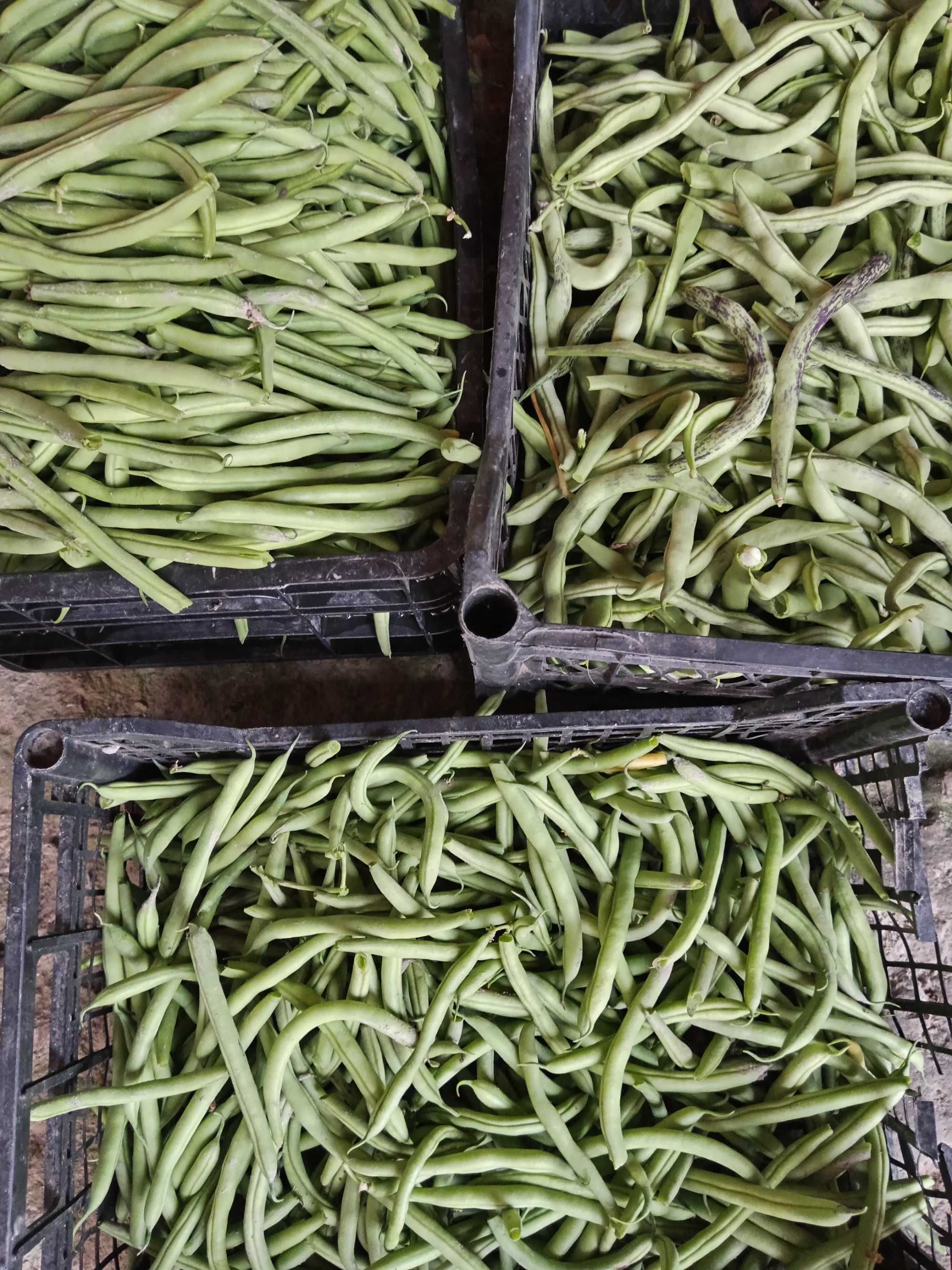 Pastai de vanzare