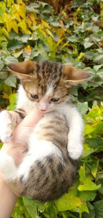 Отдам котёнка в добрые руки — мальчик, ласковый и игривый!