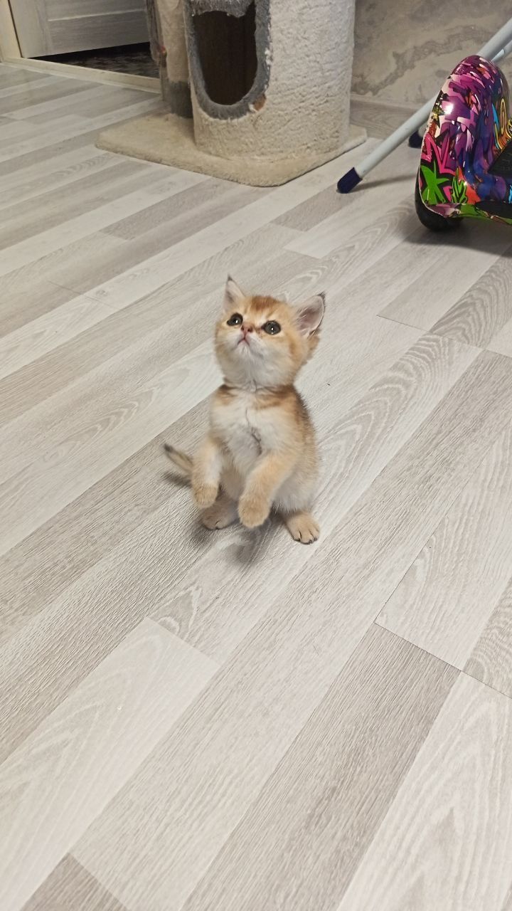 Продаются шикарные котята Скоттиш страйт золотая шиншилла